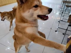 -柴源莊·柴小宠柴犬咖啡