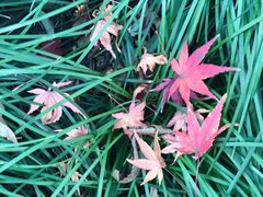 -上海市龙华烈士陵园