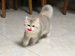 -猫十亿·布偶金渐层·曼基康矮脚猫舍(青年路店)