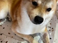 -喜柴咖啡·柴犬狗咖