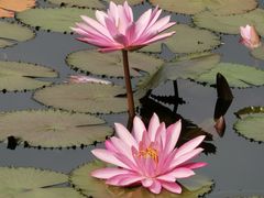 -国家植物园南园