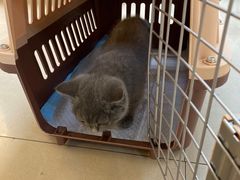 -lincat·猫舍(广州店)