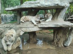 -北京野生动物园