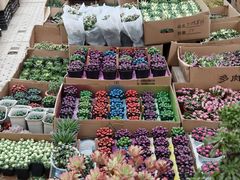 -龙大花卉苗木市场