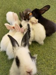 -萌宠亲子动物乐园(槐房万达店)