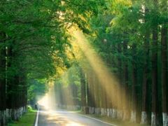 -黄海国家森林公园