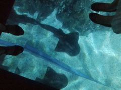 -暹罗海洋世界