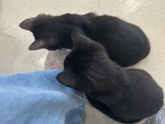 -共舞时光猫咖·狗咖(新街口店)