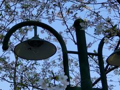 -上海共青森林公园