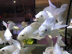 -中环花鸟鱼虫市场