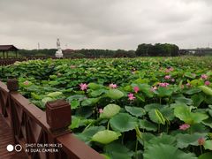-荷塘月色湿地公园·向阳花洲