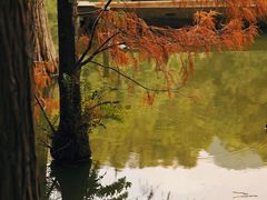 -深圳仙湖植物园