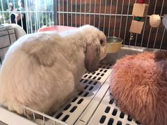 -more than meow吴止猫主题餐厅(承德 中船汇店)