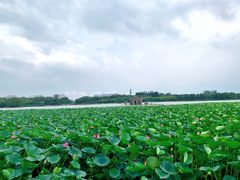 -大兴滨河森林公园