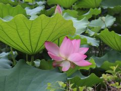 -荔湾湖公园
