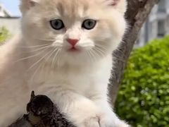 -欣宠猫屋·矮脚拿破仑·蓝金金渐层