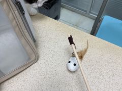 -莘程宠物医院(金山店)