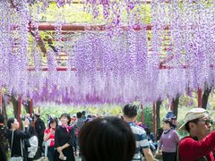 -嘉定紫藤园