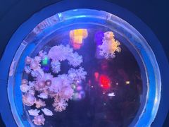 -太平洋海底世界