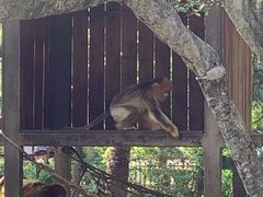 -深圳野生动物园