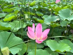 -上海鲜花港