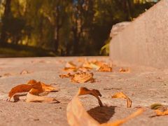 -三忘湖 SWANSEEN(柳荫公园店)