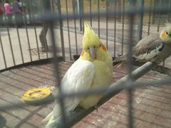 -太阳部落