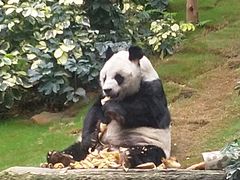 景点-香港海洋公园