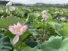 -光明小镇欢乐田园
