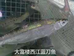 -八仔大富楼·河鲜(西江店)