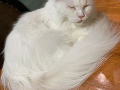 -猫小院猫主题餐厅(三里屯店)