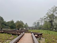 -桂湖森林公园