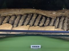 -天津自然博物馆