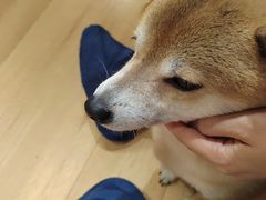 -是阿柴呀！柴犬咖啡·爱喵喵猫咖