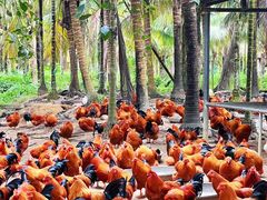 -兴隆槟榔园休闲农庄