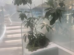 -大树餐厅(环球港店)
