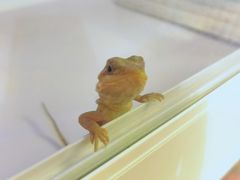 -酷以爬仙阁实体爬宠店·守宫·蜥蜴·专业繁育