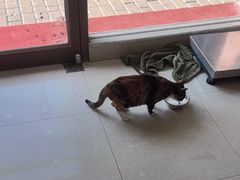 -瑞鹏宠物医院·夜间急症·心超·猫科(祖庙分店)