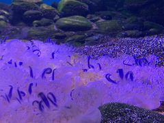 -瑞普利水族馆