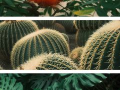 -国家植物园
