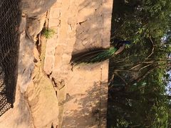 iphone_upload_pic-百鸟园