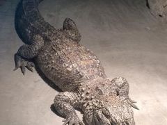 -上海大自然野生昆虫馆(东方明珠·爬宠昆虫探索中心)