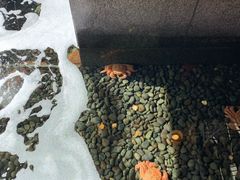 -蟹料理 北海道かに将軍(札幌本店)