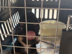 -瑞派福兴宠物医院犬猫全科·骨科·中西医结合(河东店)