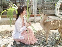 -鹿境梅花鹿生态园区