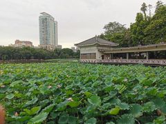 -荔湾湖公园