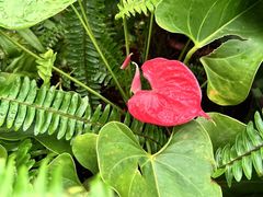 -国家植物园南园