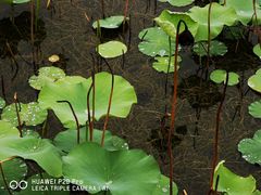 -南通洲际绿博园