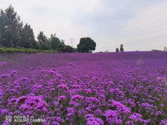-紫颐香薰山谷景区