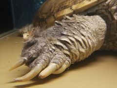 -上海大自然野生昆虫馆(东方明珠·爬宠昆虫探索中心)